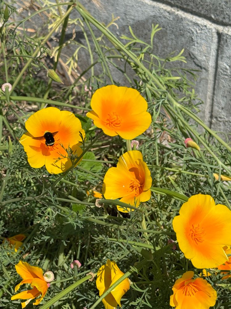 bee