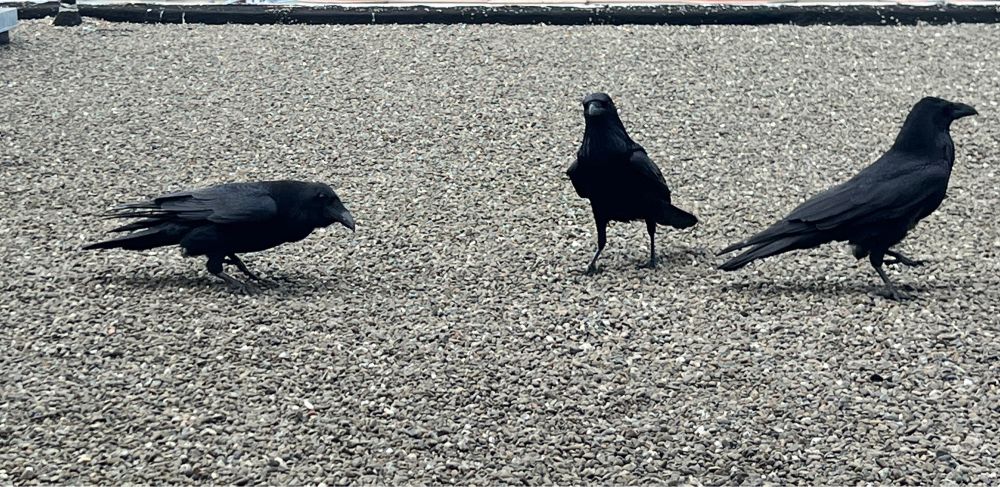 three ravens on a roof
