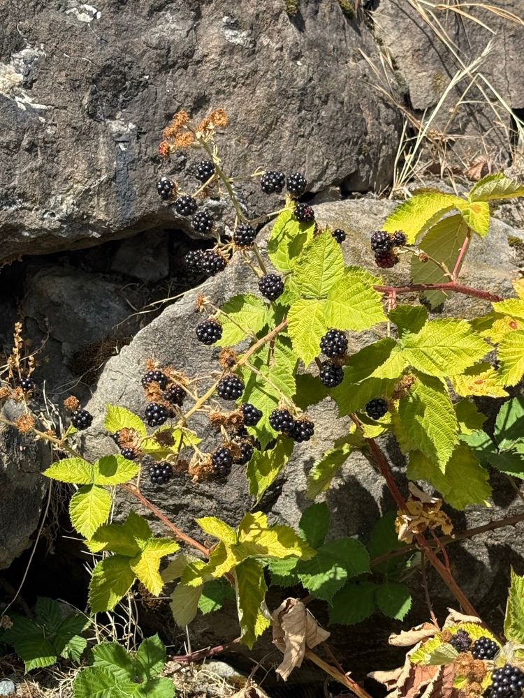 ripe blackberries against stone wall