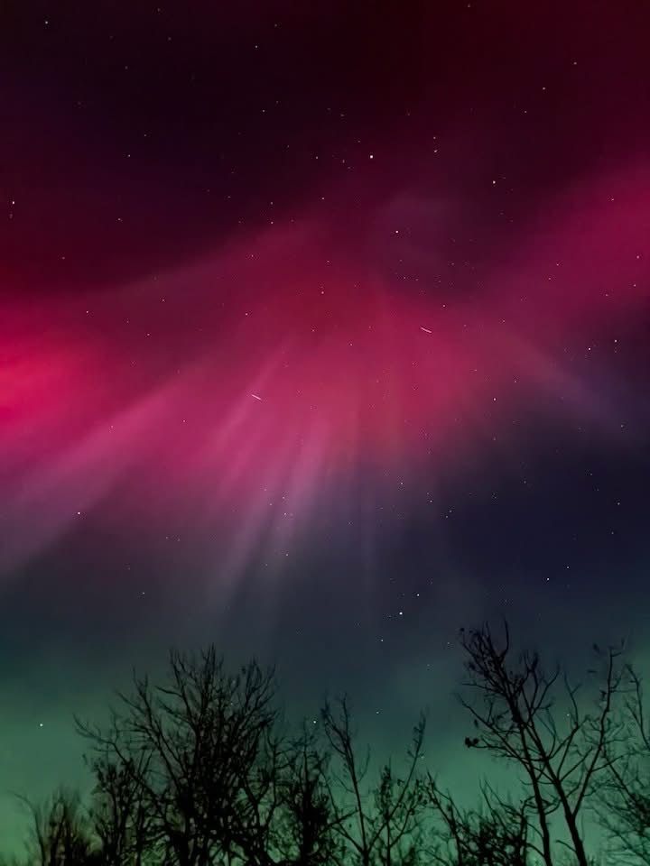 Spectacular northern lights, pink, purple, green shooting out of the sky, with tall pines in silhoutte