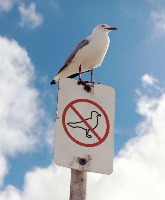 Seagull proudly perched on a "no seagulls" sign 