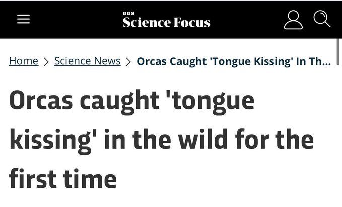 Science focus new: orcas seen "tongue kissing" in the wild for the first time 
