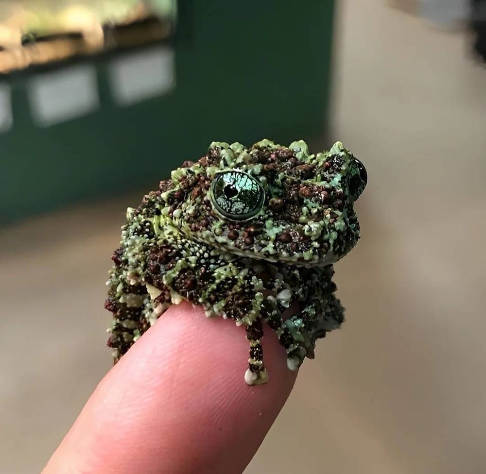 A tiny vietnamese moss frog, perched on the tip of someone's finger. It looks like dark green moss with tiny gems and beads scattered throughout. It's eyes are dark green and shimmery 