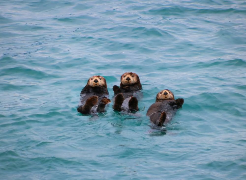 3 otters. Floating tigether on their banks in the ocean. Clearly scheming 