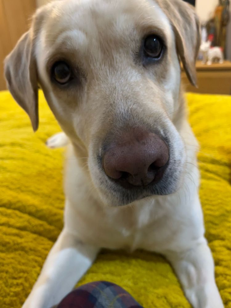 Yellow dog, big brown eyes, raised eyebrows,lying on an ochre bed throw, waiting patiently for his Mum to give him coffee!