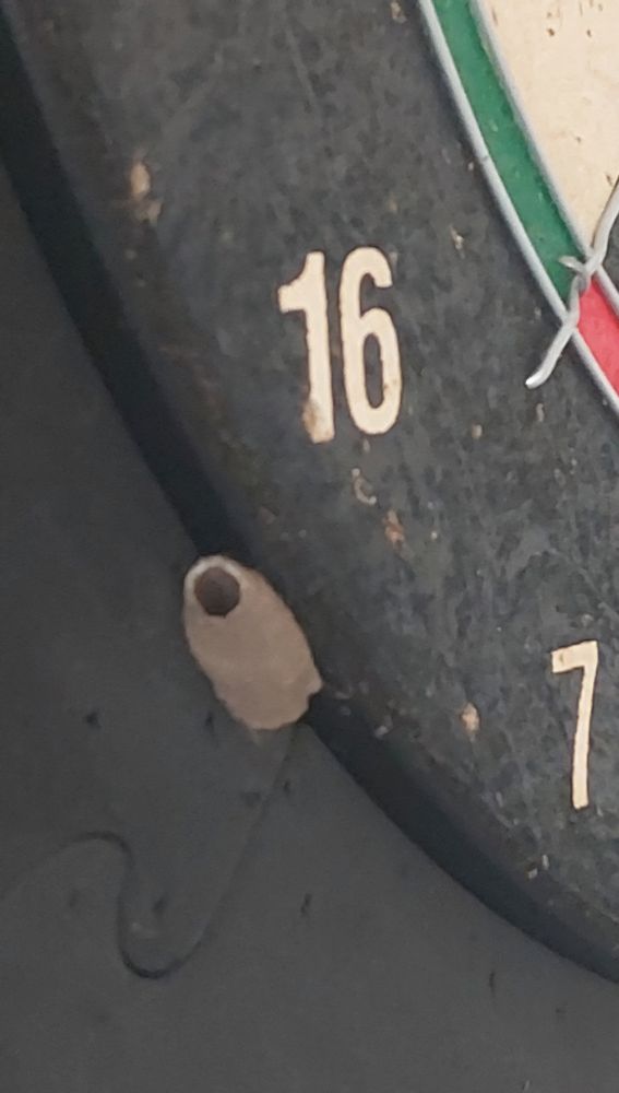 Nid de guêpe potière 