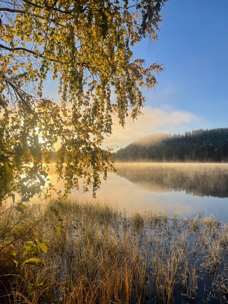 Aurinko paistaa koivun takaa tyynessä rantamaisemassa