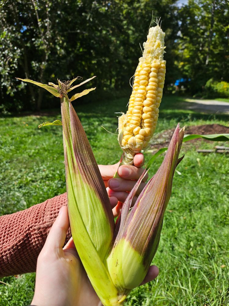 3 mutant corn cobs - one is a double-cob and one is a cob missing half the kernels with a teeny tiny baby cob growing off the side 