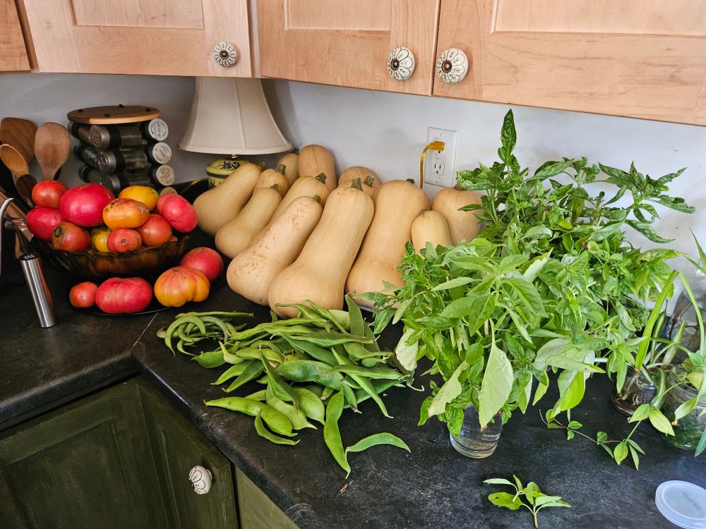 a black countertop full of red tomatoes, basil, two types of bean pods, and squash