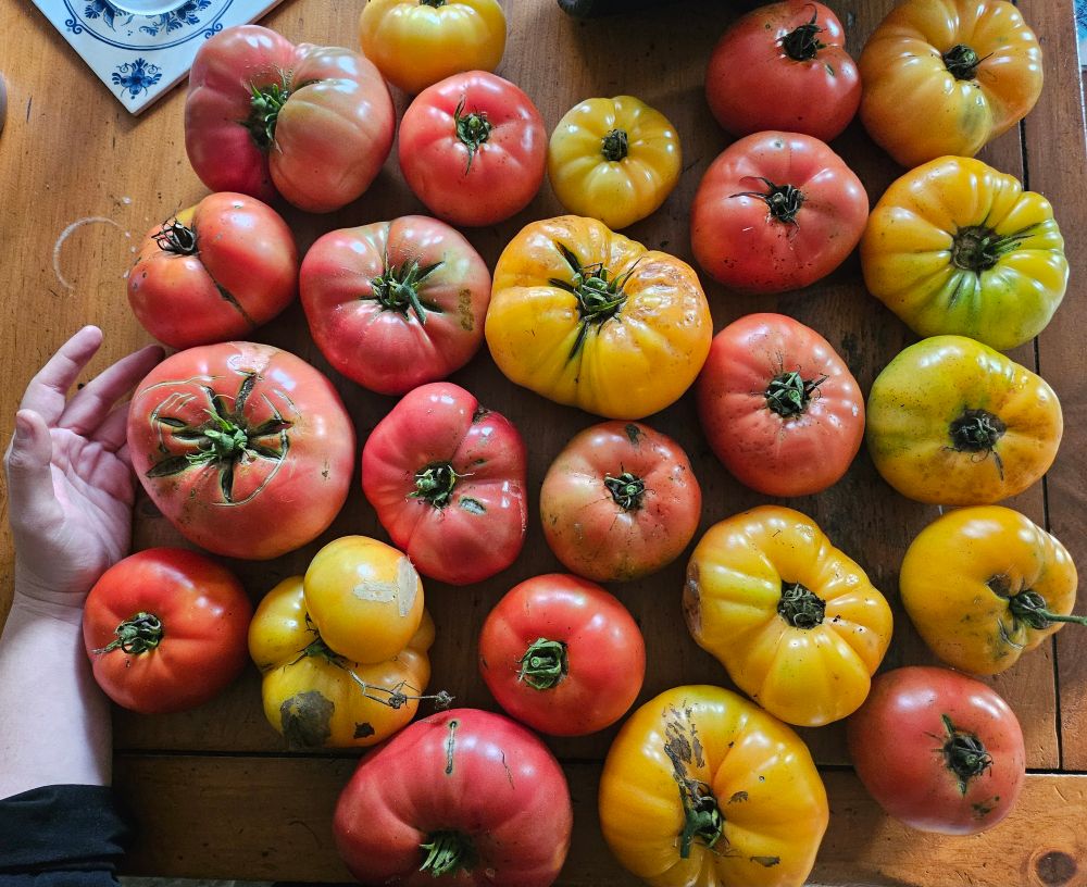 twenty-four giant heirloom tomatoes in various shades of red and yellow