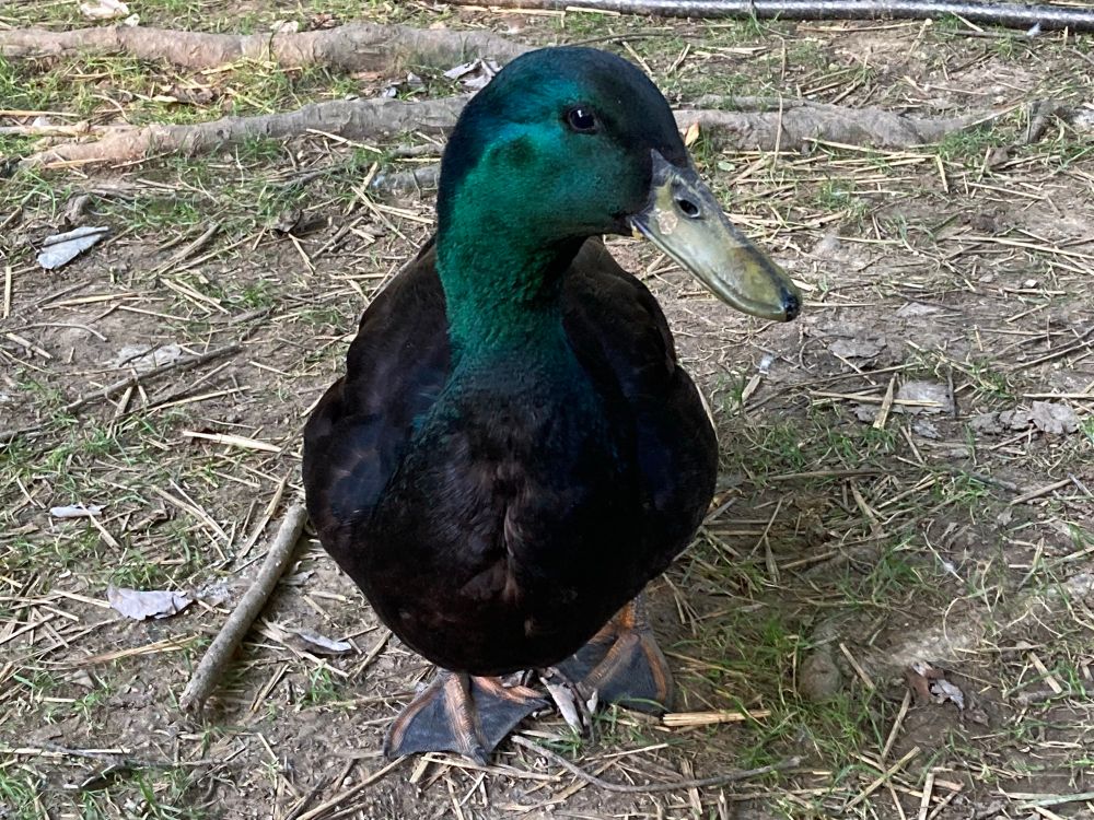 Male cayuoga duck (black with a shiny green head looking at the camera. His head is pointed to his left.
