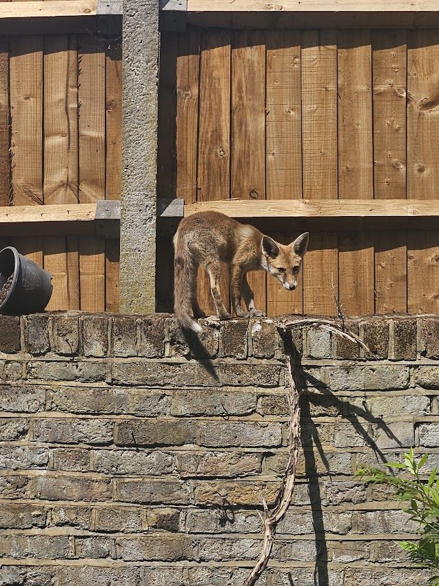 A baby fox standing, back arched on a brick wall, glaring at the camera, annoyed to have its nap disturbed by me gaawping through the window. I swear I was silent, it just KNEW I was watching. 