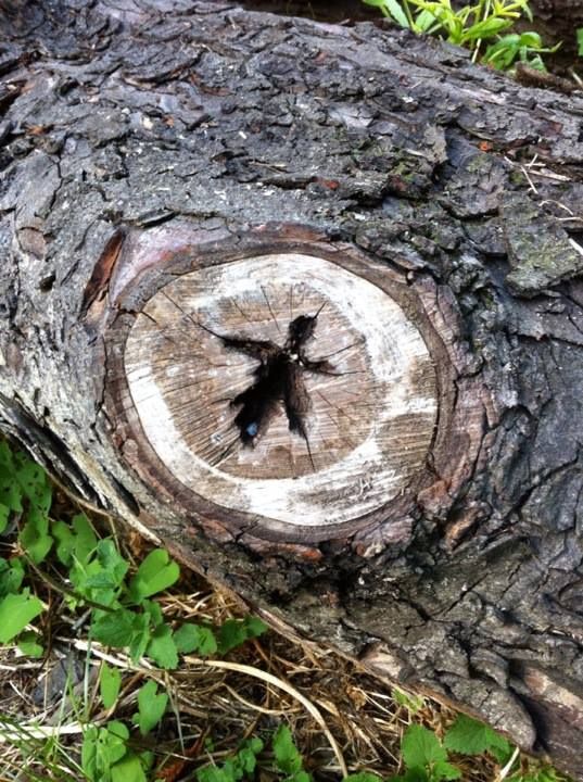 Photo of a log with a hole in it that looks very much like the shape of a little winged fairy.