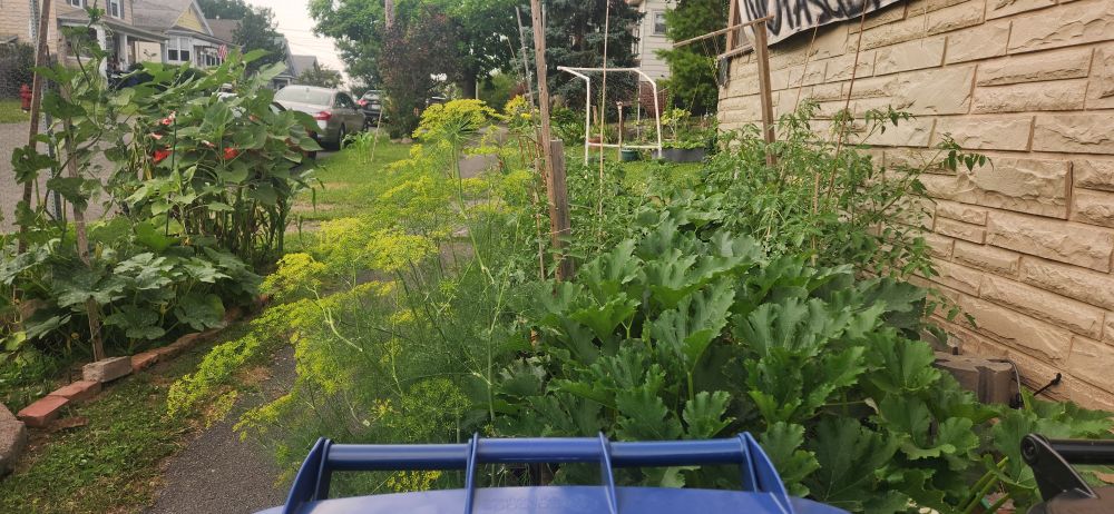 Zucchini plants with self seeded mammoth dill 