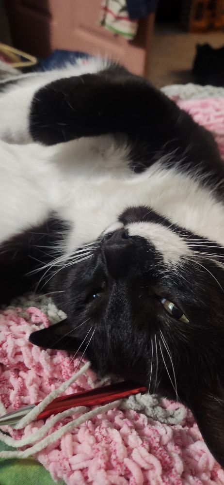 Elliot being a cuddly doodle bug 