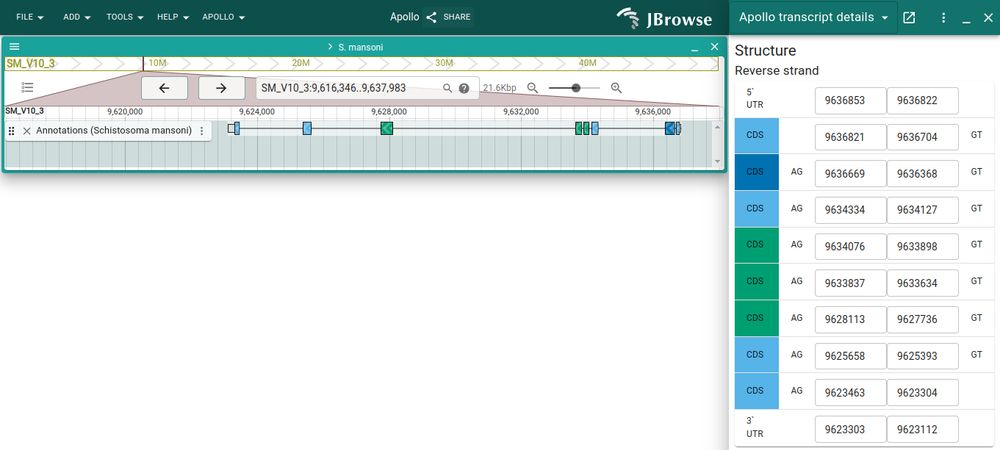 A screenshot of Apollo 3. There is a gene model open in an annotation track, and a side drawer area that gives details of the gene model, such as the coordinates of the UTR and CDS locations.