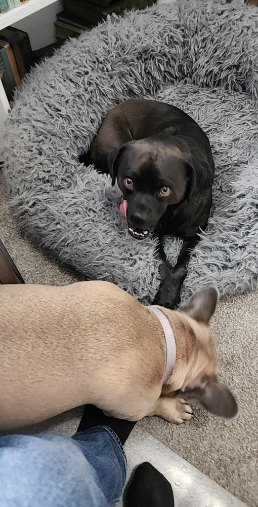 Mike (a black lab/pug/pitbull/giant bat mix. No joke. He looks like a bat) , and Roux,  a light brown French bulldog. 