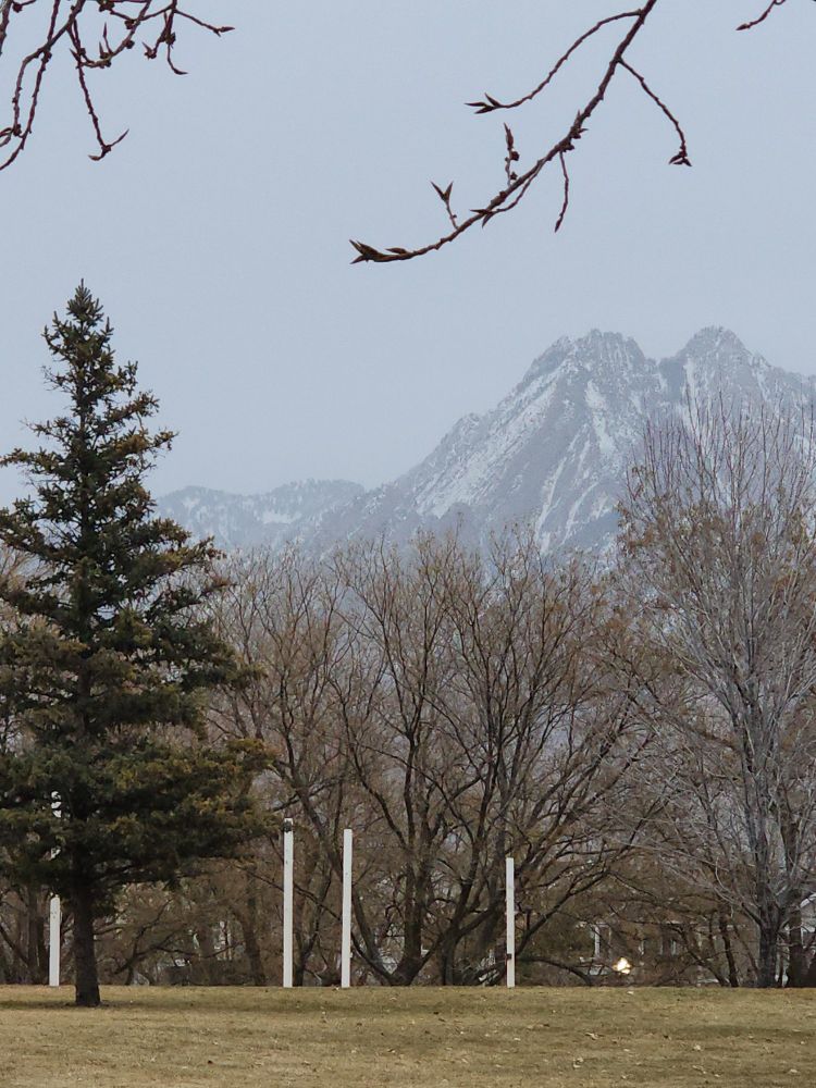 A tree in the foreground (spruce I think) with snowcapped mountains in the far background 