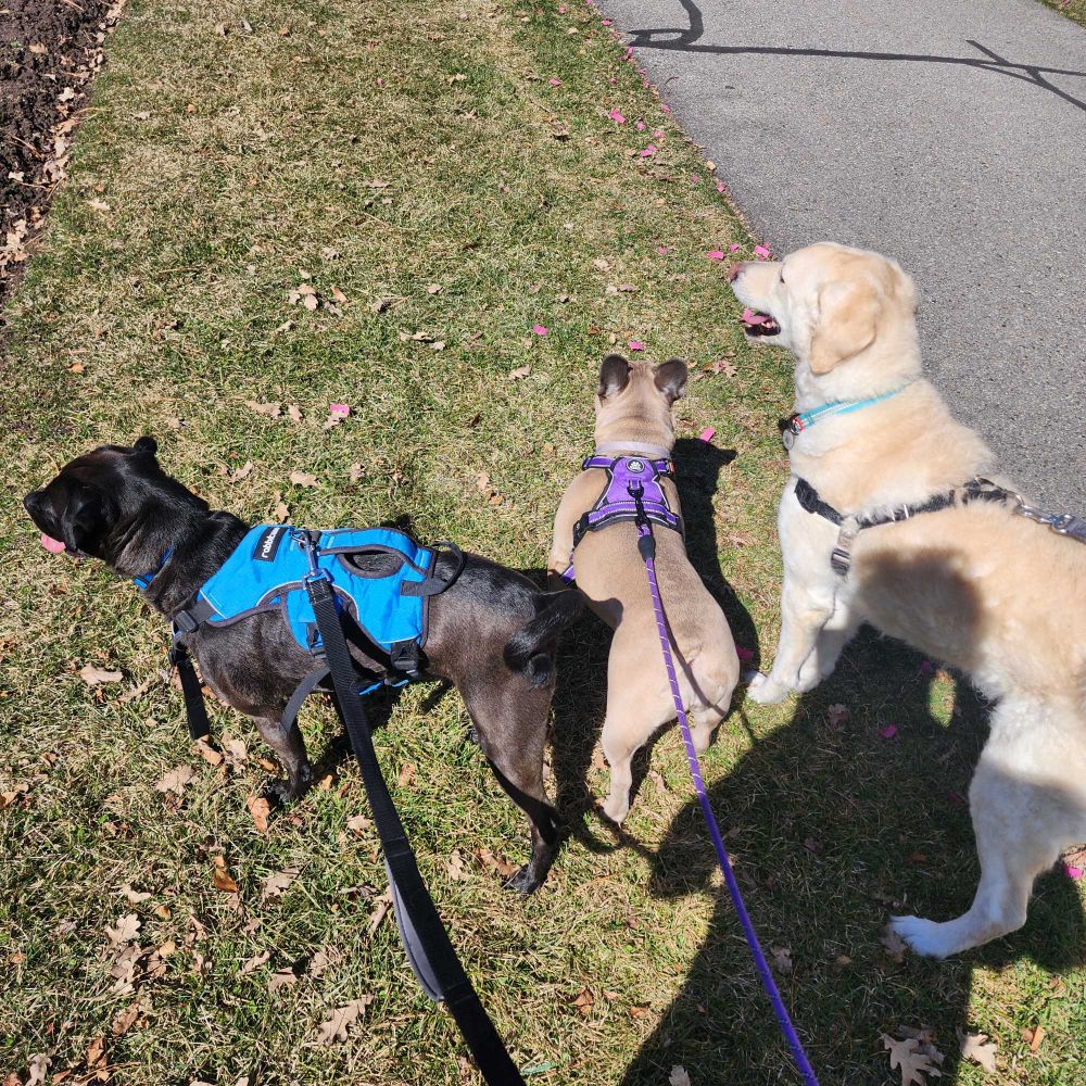 Mike (black lab/pug/some other dog or twelve mix) , Roux (light brown French bulldog), and Biscuit (larger white labradoodle) all looking at something in the distance. 