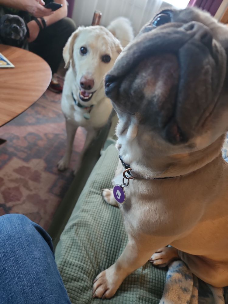 Roux (light brown French bulldog), and Biscuit (larger white labradoodle)  looking at my camera. Roux has an inquisitive face. Biscuit is smiling. 