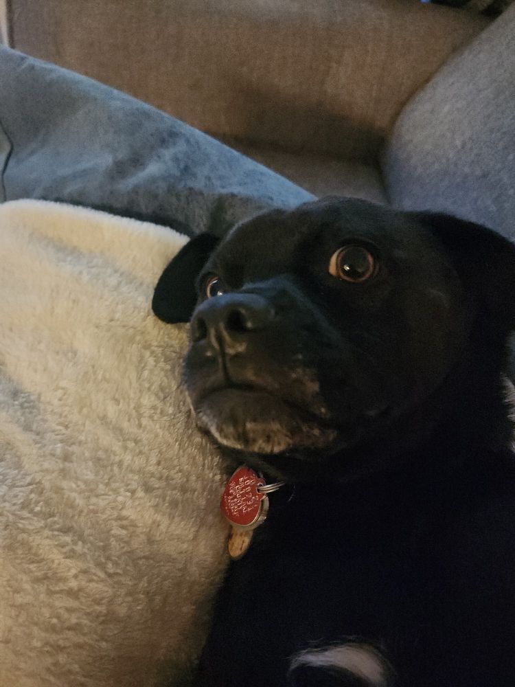Mike, a pug, lab, boxer mix,ooking at the camera inquisitively as he wakes from a nap 