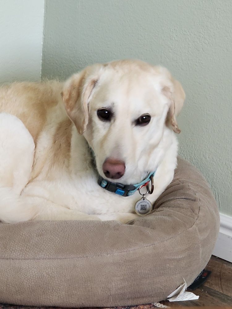 Biscuit, a white labradoodle, tucked in his dog bed. 