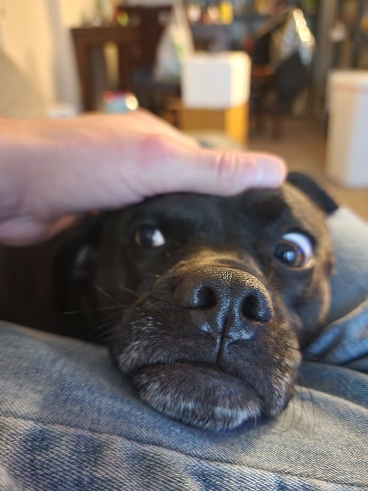 Mike (a pug/staffy/lab mix) getting pet and awkwardly looking over at his friend