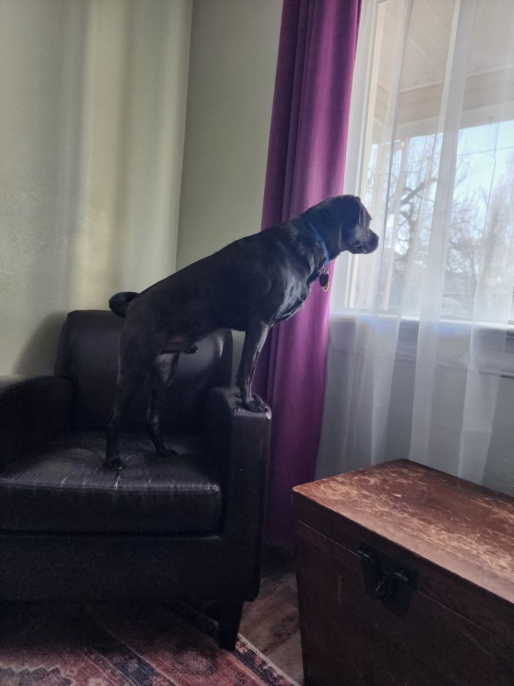 Mike (a black lab/pug/pitbull/giant bat mix. No joke. He looks like a bat) looking out the window 