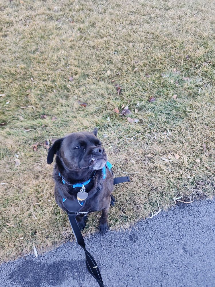 Mike, a pug lab boxer mix, half-smiming for the camera showing one fang tooth. Looks like an underbite but is in fact a deliberate smile. ⁹