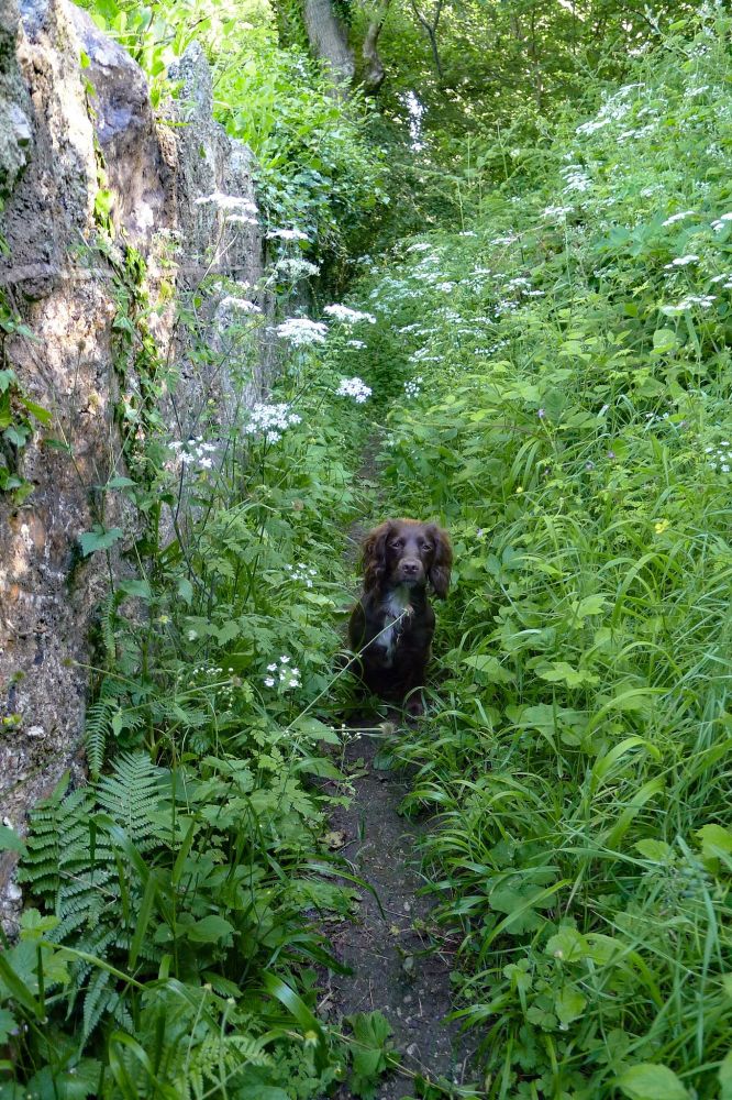 Photograph: Lottie, our young brown spaniel, on a richly overgown path by an old stone wall.