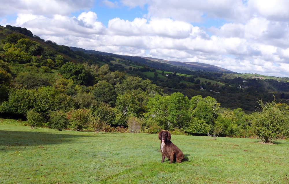 Photograph: Lottie, our young brown spaniel, sits in a field close to my work studio. The slope of Meldon Hill is behind her, with the rise of open moorland beyond.
