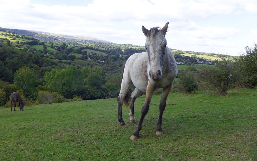 Photograph: three Dartmoor ponies in a field close to my work studio. A grey-and-white pony looks toward the viewer, a brown pony grazes in the background, and the white pony is beyond the picture frame. There is farmland in the distance, with the open moor rising above. 