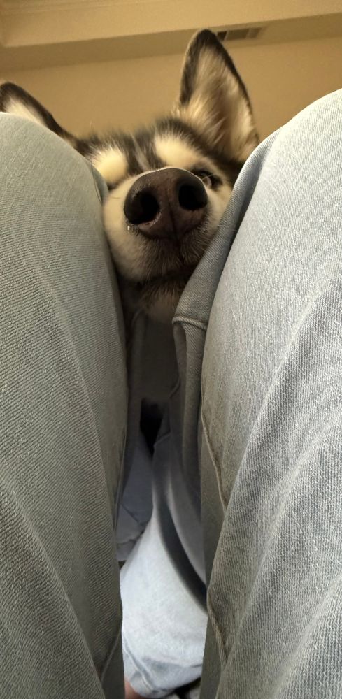 A husky nose is almost all that remains in the quest for peanut butter. 