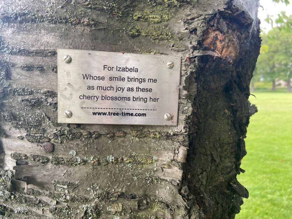 A metal plaque on a tree. It reads: ‘For Izabela. Whose smile brings me as much joy as these cherry blossoms bring her.’