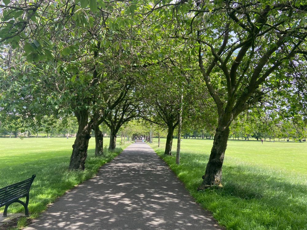 Middle Meadow Walk, Edinburgh - a long tree-lined path flanked by grass