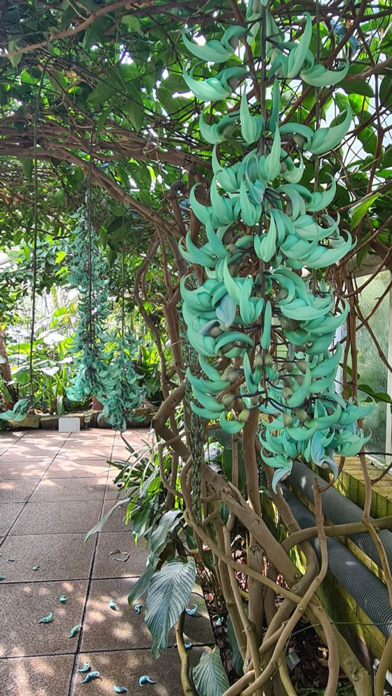 Jade vine in bloom with hanging flowers contrasting with leafy background.