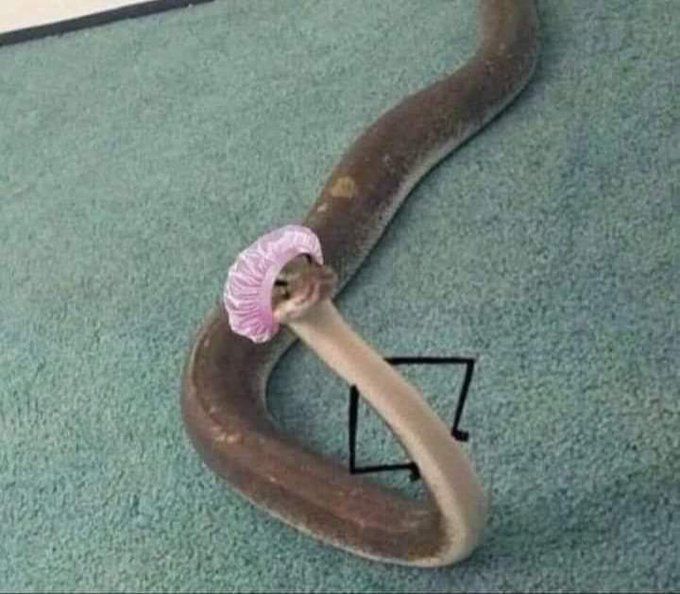 Serpent brun dressant l'avant de son corps en biais, avec un bonnet de satin rose sur la tête, des sourcils froncés dessinés et des bras en bâton dessinés comme s'ils étaient sur ses hanches et que le serpent était fâché 