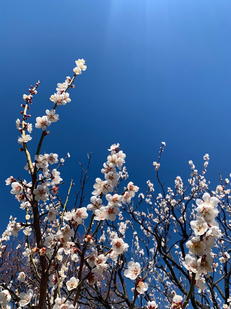 満開の梅と青空