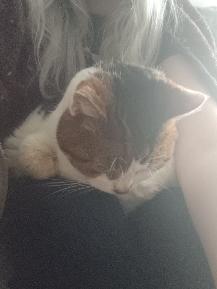 A very floppy & chilled out mostly white cat with brown & black tabby markings sitting in her owner's lap having a snooze