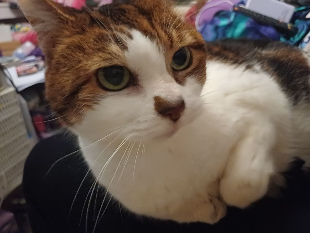 A mostly white with brown and black tabby markings cat with green eyes say on her owner's lap, purring
