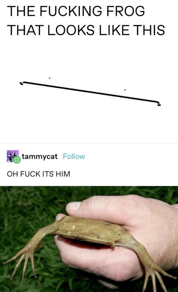 The top part of the image says: the fucking frog that looks like this and shows a wide long line with two tiny dots above it. The bottom part of the image says 'Oh fuck it's him' and shows a very flat frog who looks like a very flag frog with a wide long mouth that resembles the long like with two dots for eyes above it. .____.