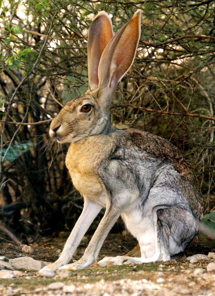 A jackrabbit, which is a hare that resembles a rabbit but by way of Cronenberg. It's ears are too long, it's legs are too long, it's face is too long and it has eyes that have SEEN THINGS. Looks willing to fight God.