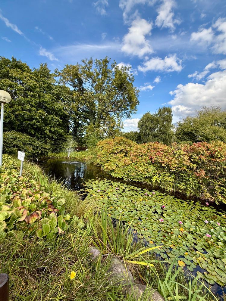 A pond surrounded by green bushes and various trees in the background. 