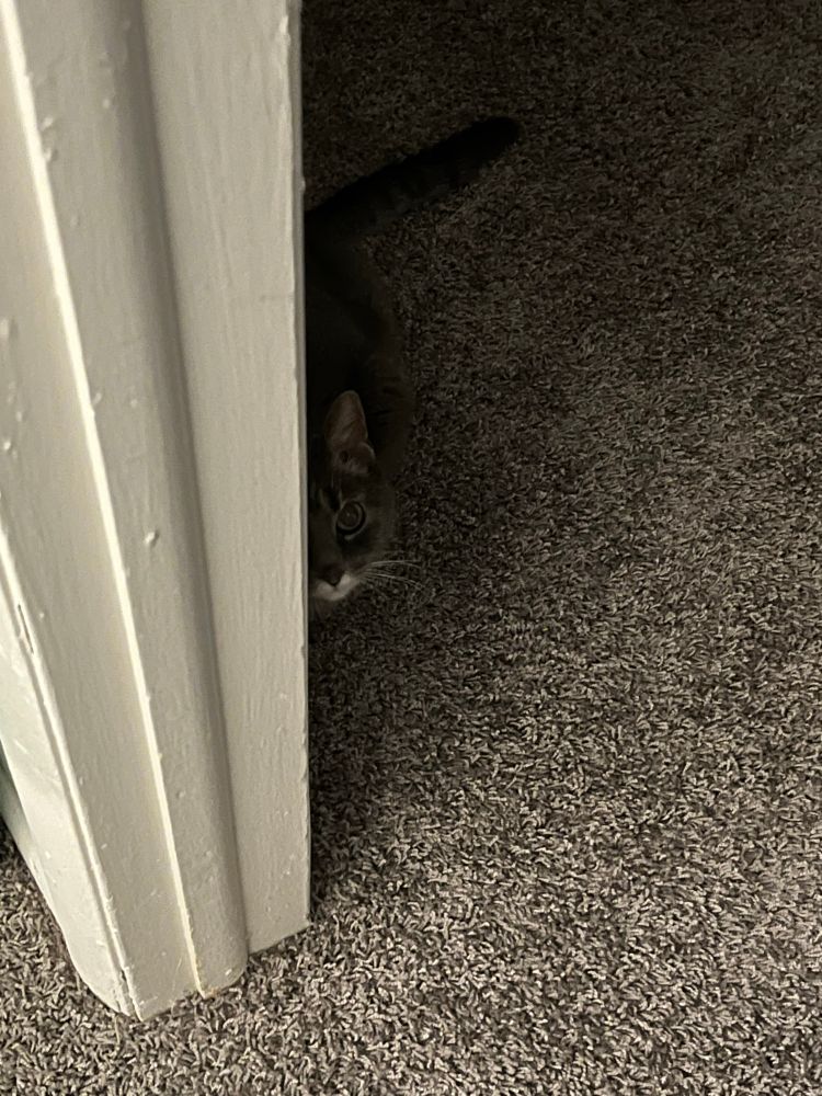 Tilly lurking in the shadows