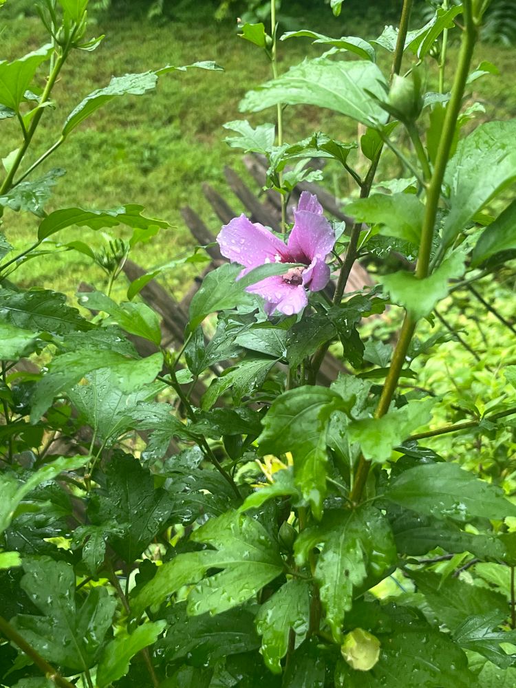 hollyhock