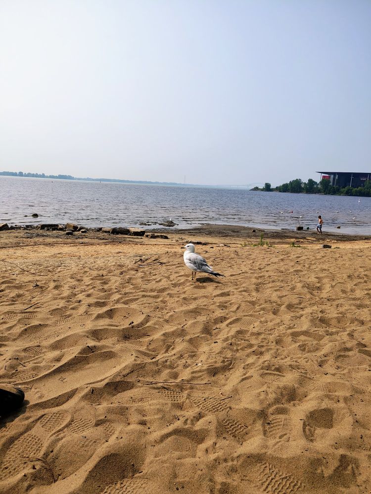 Mouette rieuse sur une plage.