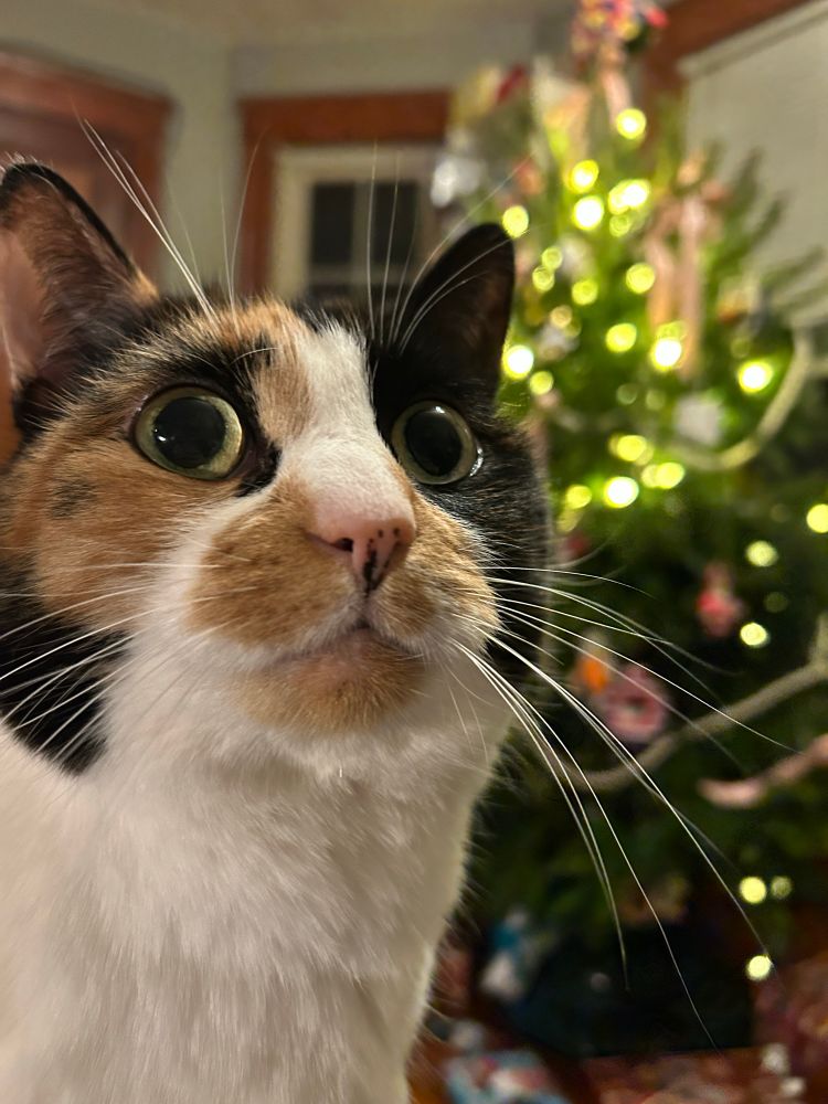 Pyewackett, a calico cat, looking pensive. In the background is a Christmas tree.