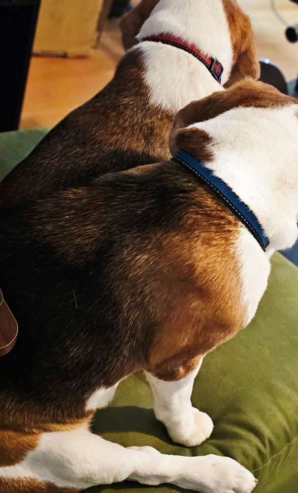 Two tricolour beagles sitting up, smooshed against each other