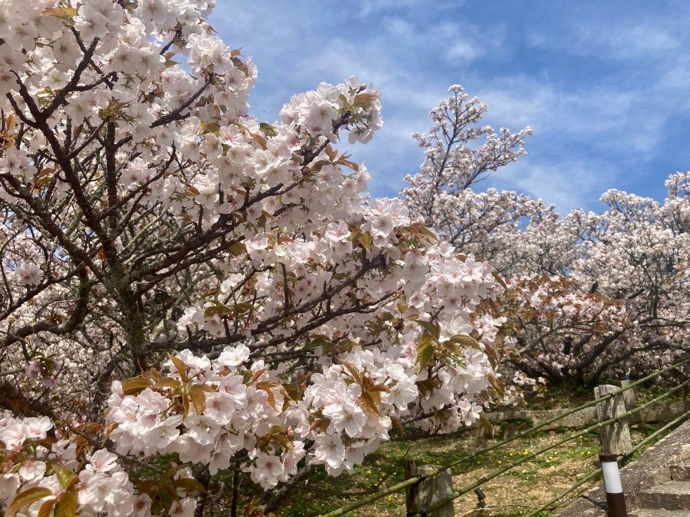 仁和寺　御室桜