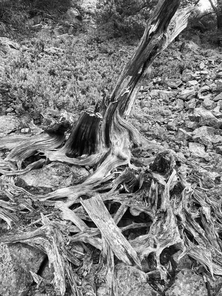 A knarley dry tree stump on a mountainside in b&w